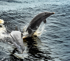 dolphin jumping out of water © Clyde Sweatt