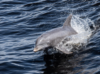 dolphin gliding in the water © Clyde Sweatt