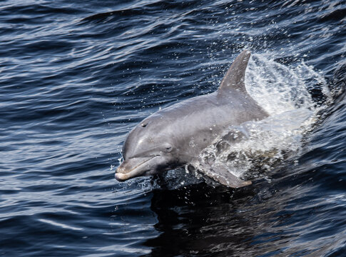 dolphin gliding in the water