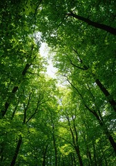 Fototapeta premium Dense forest canopy featuring vibrant green foliage and overlapping organic textures under bright natural sunlight and natural shadows ,macro ,environment ,foliage