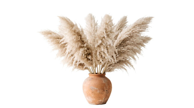 Fluffy beige pampas grass plumes in a rustic ,isolated on transparent background png