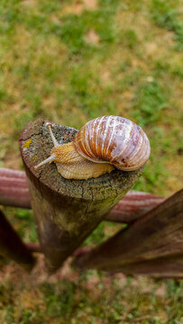Macro close up of a snail showing eyes, striped body texture and detailed shell