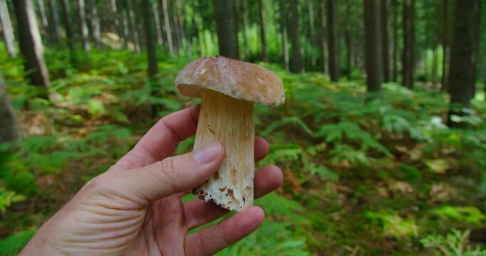 Man holds a mushroom in his hands against of a green pine forest in autumn. Porcini fresh cut edible organic fungus cep boletus edulis in woodland.