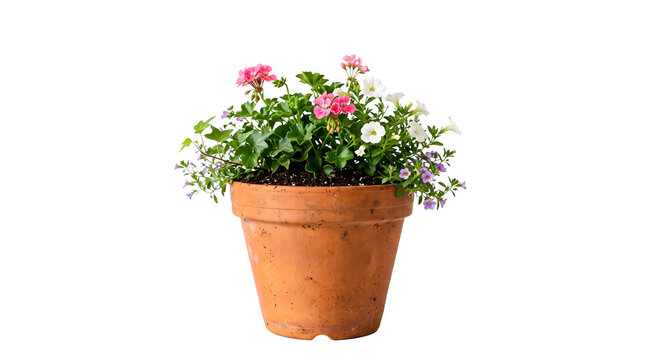 flower in a pot ,isolated on transparent background png