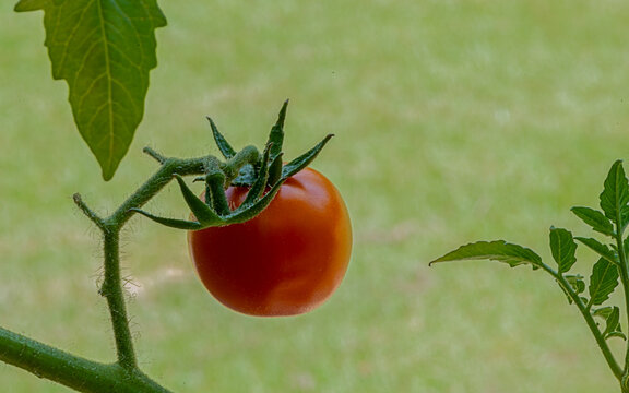 Red single tomato on vine 