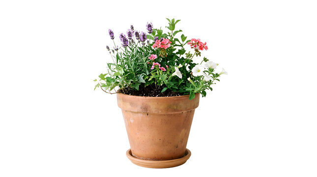 flower in a pot ,isolated on transparent background png