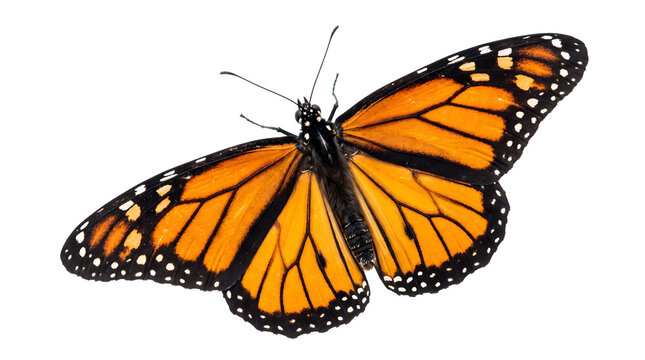 butterfly ,isolated on transparent background png