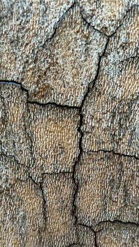 Close-up of sycamore tree bark