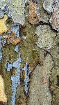 Close-up of sycamore tree bark