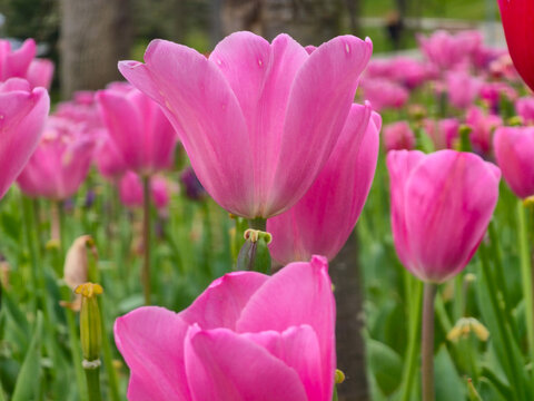 Pink tulip flower in spring garden with soft bokeh background and green leaves