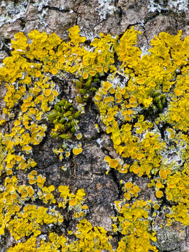 Yellow lichen on tree bark background with moss, macro natural texture pattern close up