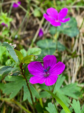 Purple wildflower with small fly insects on petal in natural meadow closeup