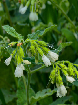 Close up of white comfrey flowers with fuzzy green stems and leaves in natural meadow