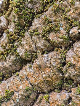 Crane fly insect on mossy tree bark close up natural texture background outdoors