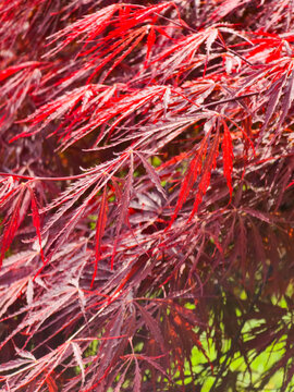 Close up of red Japanese maple leaves with sunlight and soft bokeh background in garden