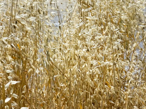 Dry oat grass seed heads in golden summer meadow close up natural background texture