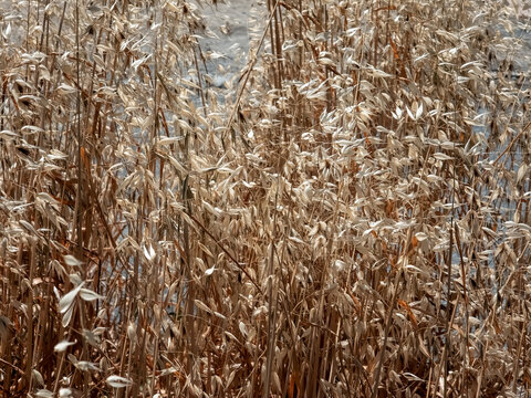Dry oat grass seed heads in winter field close up natural beige plant texture background