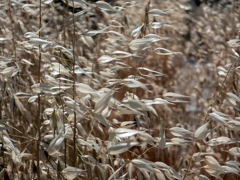 Dry oat grass seed heads in sunlit field with beige tones and soft focus background