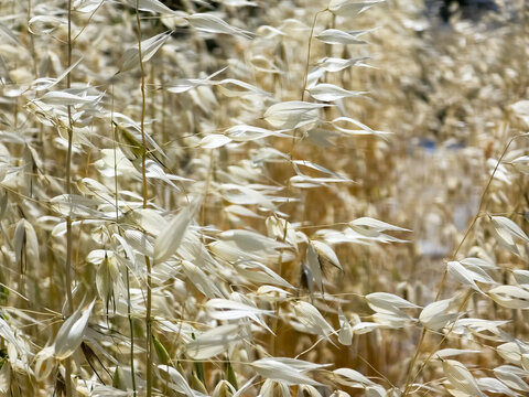 Close up of oat grass seed heads in sunlight with soft bokeh background in summer meadow