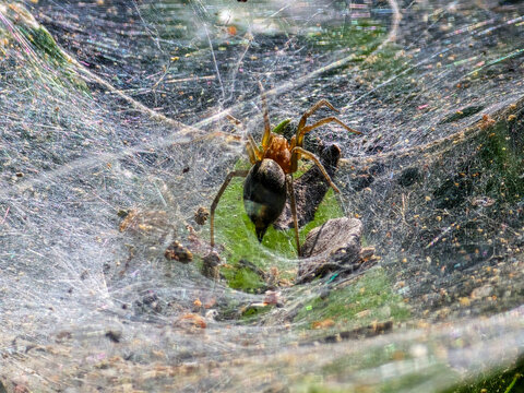 Macro close up of spider on sheet web with trapped insect on green leaf in natural habitat