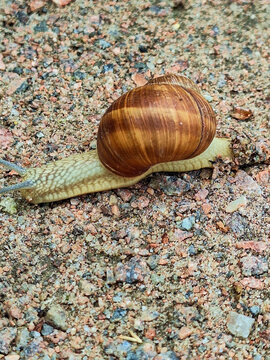 grape snail on the road, which is a large gastropod mollusk
