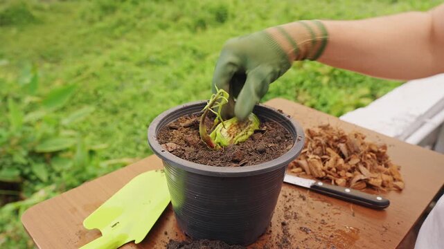 Gardener Wearing Protective Gloves Covers a Sprouted Mango Seed with Soil in a Black Pot, Supporting Healthy Root Development and Tropical Growth