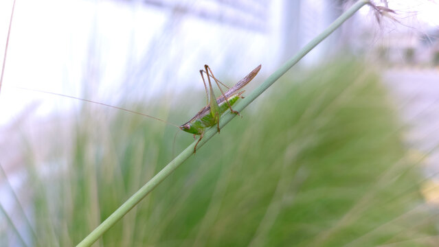 ​Macro view of a katydid or grasshopper (Conocephalus) perched on a green stalk, highlighting long antennae and vibrant field vegetation background