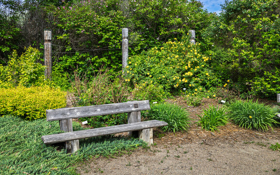 Rustic Wooden Bench in a Lush Botanical Garden with Blooming Plants; Meditation Garden at Forestry Park in Saskatoon, Canada