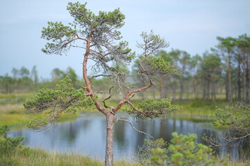 Twisted pine with sparse green needles standing by calm water, surrounded by grasses and distant trees under soft blue daylight © Diana Esmus