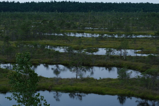 Shallow bog pools surrounded by mossy grassy patches and scattered trees under soft low light in a calm, untouched wetland landscape.