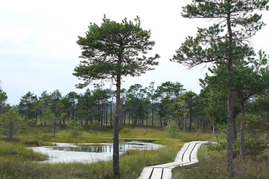 Curving wooden path crossing a calm wetland with pines, grasses and a reflective pond, creating a serene, inviting nature scene.