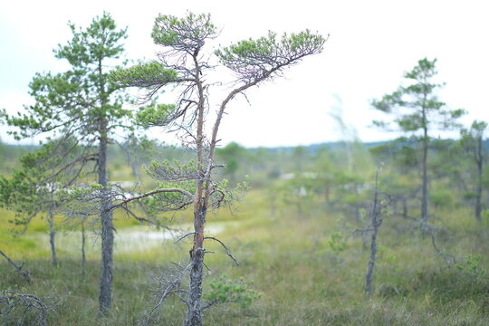 Sparse young pines rising from a mossy bog landscape, capturing the quiet resilience of trees growing in open, water‑touched terrain.