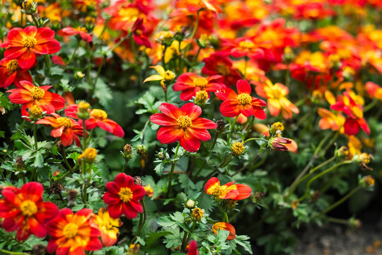 Stunning red and orange bidens flowers creating a vivid floral scene, growing among healthy green foliage with a beautifully blurred garden background.