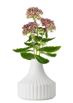 Small bouquet of pink flowers and green leaves of hylotelephium telephium in a white vase isolated on white or transparent background