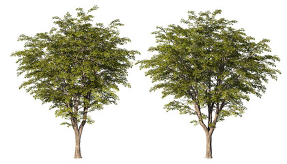 Fototapeta premium Big tree on a transparent background