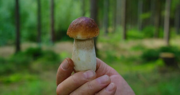 Man holds a mushroom in his hands against of a green pine forest in autumn. Porcini fresh cut edible organic fungus cep boletus edulis in woodland.