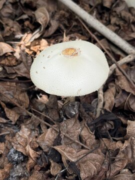 mushrooms in the forest