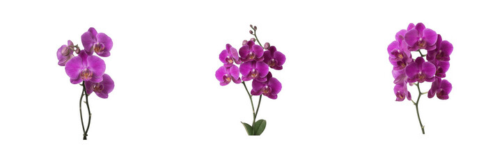 Fototapeta premium Purple Phalaenopsis Orchid Flowers PNG Clipart Set, Magenta Orchid Stems & Blossom Branches, Exotic Tropical Floral Design Element for Wedding Invitations, Sublimation & Scrapbooking Transparent PNG
