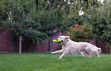 Fototapeta premium Golden Retriever dog Running with Flying Disc in Green Park Copy Space