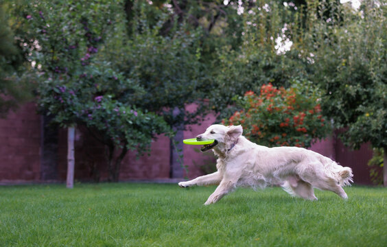 Golden Retriever dog Running with Flying Disc in Green Park Copy Space