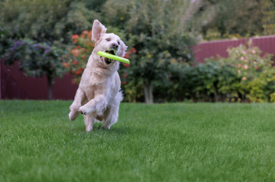 Golden Retriever dog  Running with Flying Disc on Green Lawn in Garden