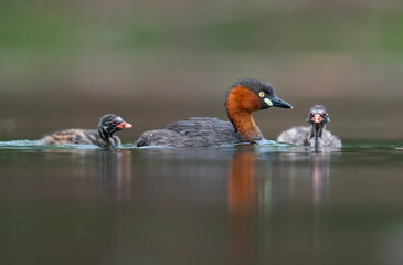 Little Grebe Swimming with Two Chicks © jakkrit