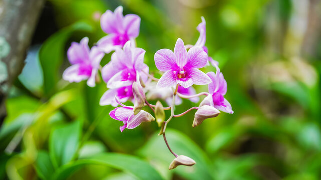 Beautiful purple orchid blossoms in lush green garden creating peaceful natural background