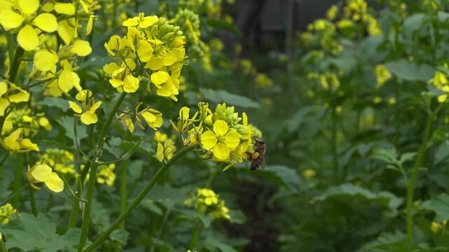 Honey Bee Collecting Nectar from Buckwheat Flower
