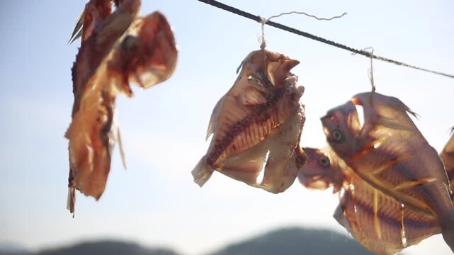 Korea dried cuttlefish fish drying ocean coast island village harbor seafood marine product 한국 갑오징어 생선 말리기 건어물 덕장 해풍 건조 섬마을 바닷가 항구 어촌 수산물 반건조 수산업 식재료