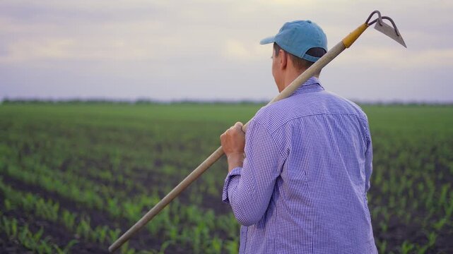 Farmer walks through green corn field carrying hoe on shoulder. Confident farmer wears cap and checkered shirt at sunset. Man works in agriculture field. Farming worker inspects crop rows in evening.