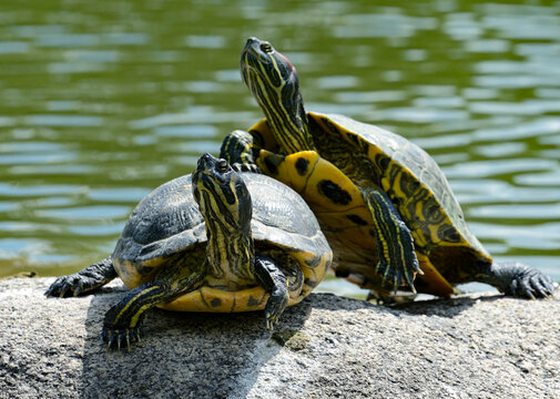 Two Red Eared Slider Turtles Sunbathing Together on a Large Grey Rock Near a Green Pond Surface