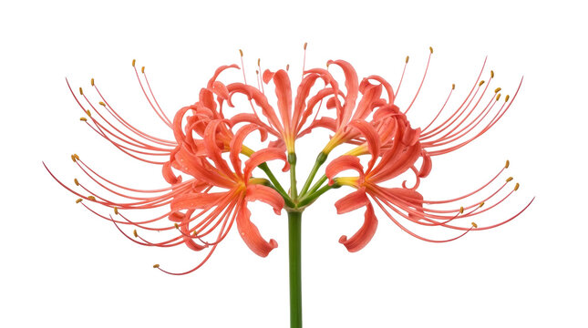 A single stem of bright red spider lilies, also known as lycoris radiata, on png background