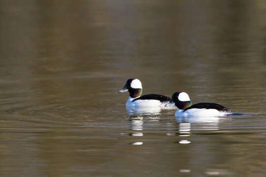00750-00102 Bufflehead (Bucephala albeola) in wetland, Marion Co., IL