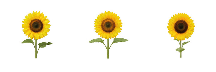 Fototapeta premium Bright yellow sunflowers with green stems and leaves isolated on a white background stock PNG graphic asset for summer designs and floral banners